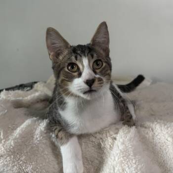 Rescue Domestic Short Hair Cats for Adoption in Sugar Land, Texas - Freckles | PetCurious