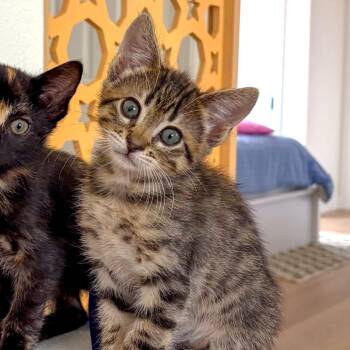 Pomelo -  Domestic Short Hair Cat for Adoption in San Diego, California - Pomelo | PetCurious