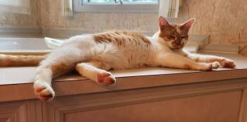 Jack -  Domestic Short Hair Cat for Adoption in Inez, Kentucky - Jack | PetCurious