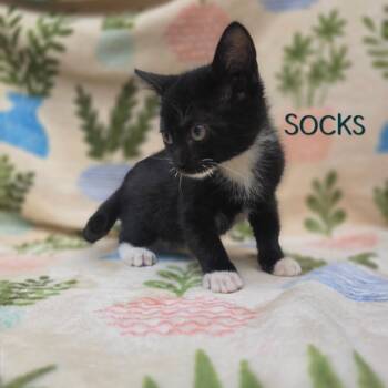 Socks -  Domestic Short Hair Cat for Adoption in Parkersburg, West Virginia - Socks | PetCurious