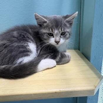 Valentina -  Domestic Short Hair Cat for Adoption in Victoria, British Columbia - Valentina | PetCurious