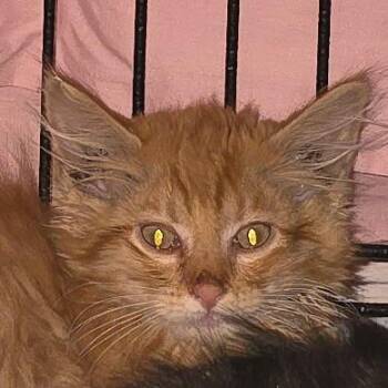 Cheeto -  Domestic Long Hair Cat for Adoption in Grantsville, Utah - Cheeto | PetCurious