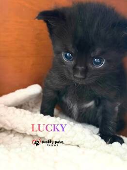 Storm Survivors:  Lucky -  Domestic Short Hair Cat for Adoption in Council Bluffs, Iowa - Storm Survivors:  Lucky | PetCurious
