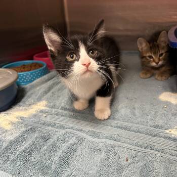 Gerber 1 of 2 -  Tuxedo Cat for Adoption in La Grange Park, Illinois - Gerber 1 Of 2 | PetCurious