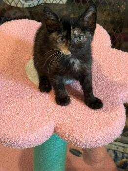 Cori -  Domestic Short Hair Cat for Adoption - Cori | PetCurious