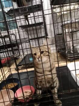Felix -  Domestic Short Hair Cat for Adoption in North Richland Hills, Texas - Felix | PetCurious