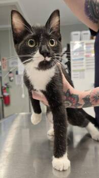 Scout -  Domestic Short Hair Cat for Adoption in Vancouver, Washington - Scout | PetCurious