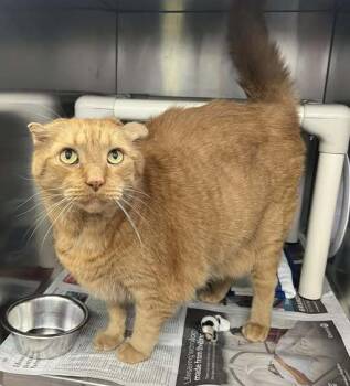 Rescue Domestic Short Hair Cats for Adoption in Toronto, Ontario - BUTTERBALL | PetCurious
