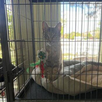 Domestic Short Hair Cats Available for Adoption in Grand Junction, Colorado - Gypsy | PetCurious