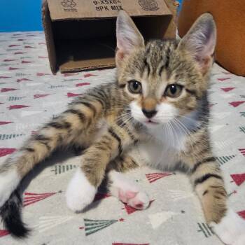 Stefan -  Domestic Short Hair and Tabby Cat for Adoption in East Amherst, New York - Stefan | PetCurious