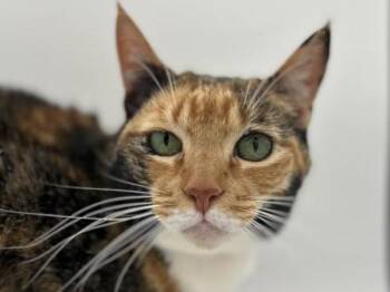 Domestic Short Hair Cats Available for Adoption in Portland, Oregon - Pocket | PetCurious