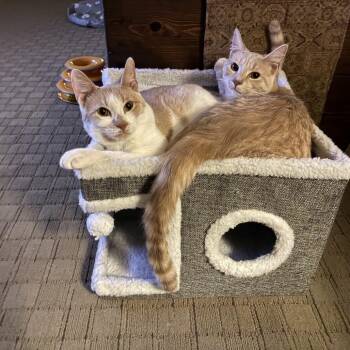 Domestic Short Hair Cats Available for Adoption - Fiddler | PetCurious