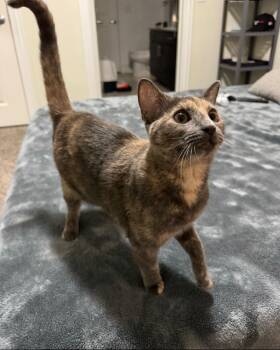 Willow -  Dilute Tortoiseshell and Domestic Short Hair Cat for Adoption in Lucas, Texas - Willow | PetCurious