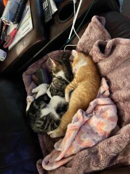 Patrick -  Tabby Cat for Adoption in San Antonio, Texas - Patrick | PetCurious