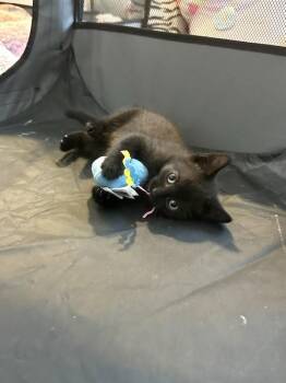 Hershey -  Domestic Short Hair Cat for Adoption in Melville, New York - Hershey | PetCurious