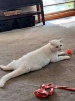 Rescue Domestic Short Hair Cats for Adoption in Indianapolis, Indiana - Scruffy | PetCurious