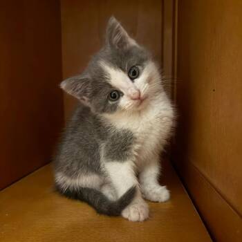 Smoothie (paired with a sibling) -  Domestic Short Hair Cat for Adoption in Reisterstown, Maryland - Smoothie (paired With A Sibling) | PetCurious
