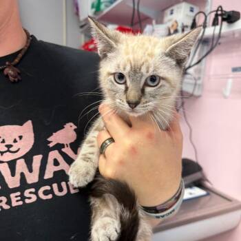 Domestic Short Hair and Siamese Cats Available for Adoption - Lumi | PetCurious