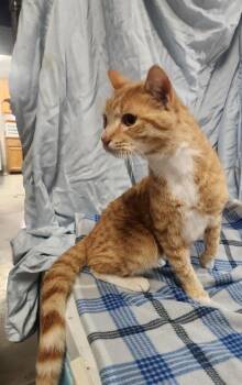 Domestic Short Hair and Tabby Cats Available for Adoption in Lexington, Tennessee - TITO | PetCurious