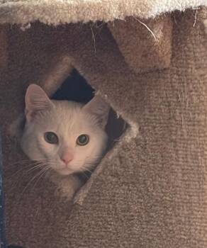 Domestic Short Hair Cats Available for Adoption in Homer Glen, Illinois - Winter | PetCurious
