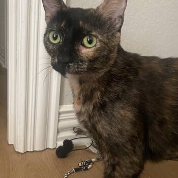 Rescue American Shorthair Cats for Adoption in Midlothian, Texas - Mama Mia | PetCurious