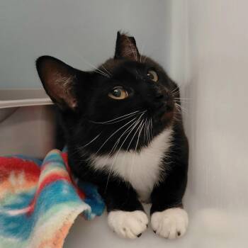 Domestic Short Hair Cats Available for Adoption in Gloucester, Virginia - Rapunzel | PetCurious