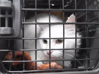 PEARL -  Domestic Medium Hair and Domestic Short Hair Cat for Adoption in Omaha, Nebraska - PEARL | PetCurious