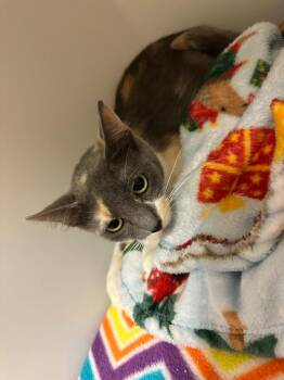 Senorita -  Domestic Short Hair Cat for Adoption in Blountville, Tennessee - Senorita | PetCurious