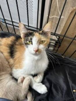 Lucy -  Domestic Short Hair Cat for Adoption in West Memphis, Arkansas - Lucy | PetCurious