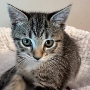 Sharon -  Domestic Short Hair Cat for Adoption in Cumming, Georgia - Sharon | PetCurious