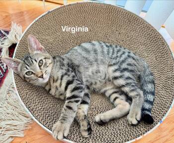 Virginia -  Domestic Short Hair Cat for Adoption in Zephyrhills, Florida - Virginia | PetCurious