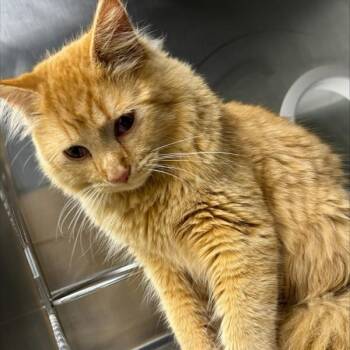 Domestic Medium Hair Cats Available for Adoption - Gannon | PetCurious