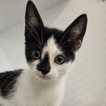 Spotty -  Domestic Short Hair Cat for Adoption in Voorhees Township, New Jersey - Spotty | PetCurious