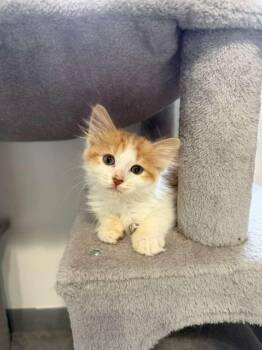 Liora -  Domestic Long Hair Cat for Adoption in Sunrise, Florida - Liora | PetCurious