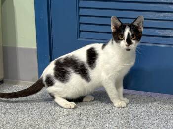 Ocheno -  Domestic Short Hair Cat for Adoption in Colorado Springs, Colorado - Ocheno | PetCurious