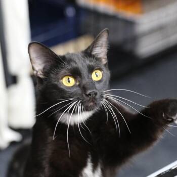 Domestic Short Hair Cats Available for Adoption in Great Falls, Montana - May | PetCurious