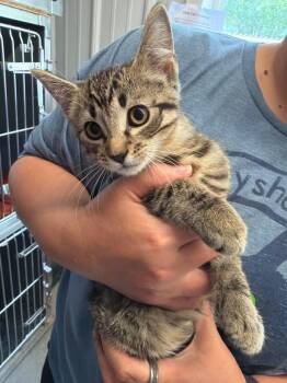 Squiff -  Domestic Short Hair Cat for Adoption in Virginia, Minnesota - Squiff | PetCurious