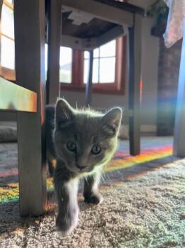 Domestic Medium Hair Cats Available for Adoption in Reno, Nevada - Daniel-Shane | PetCurious