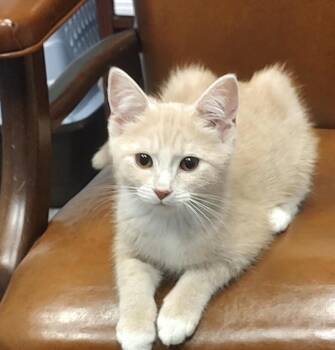 Savannah -  Domestic Short Hair Cat for Adoption in North Babylon, New York - Savannah | PetCurious