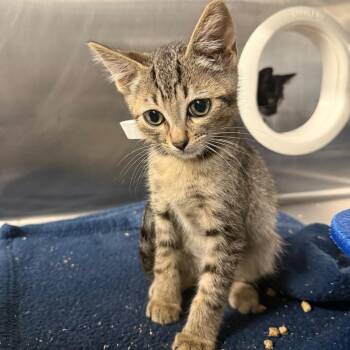 Chai -  Domestic Short Hair Cat for Adoption in Spokane, Washington - Chai | PetCurious