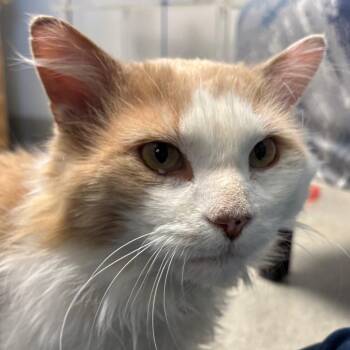 Domestic Medium Hair Cats Available for Adoption in Naperville, Illinois - Oliver | PetCurious