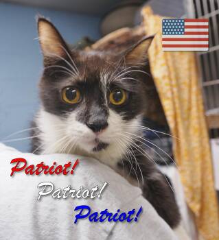 Rescue Domestic Short Hair Cats for Adoption in Middle Township, New Jersey - Patriot | PetCurious