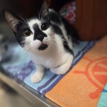 Domestic Short Hair Cats Available for Adoption - Opalite | PetCurious