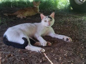 Buddy -  Domestic Short Hair Cat for Adoption in Mount Pleasant, Texas - Buddy | PetCurious