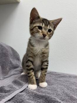 Bumble Bee -  Domestic Short Hair Cat for Adoption in West Palm Beach, Florida - Bumble Bee | PetCurious