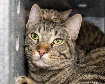 Domestic Short Hair Cats Available for Adoption - Lang  | PetCurious