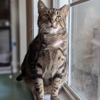 Domestic Short Hair Cats Available for Adoption - Emily (made For Love) | PetCurious