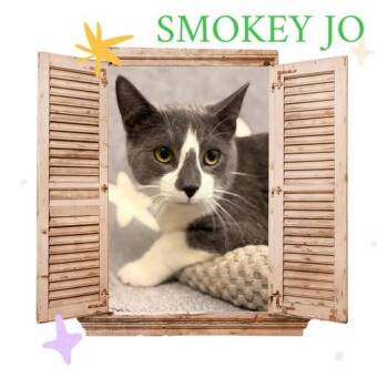 Domestic Medium Hair Cats Available for Adoption in Rensselaer, Indiana - Smokey Jo | PetCurious
