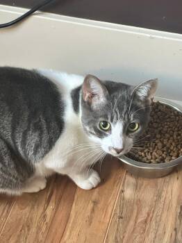 Rescue Domestic Short Hair Cats for Adoption in Coalhurst, Alberta - Kai | PetCurious