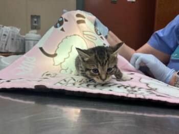 Domestic Short Hair Cats Available for Adoption in Rancho Cucamonga, California - SESAME SEED | PetCurious